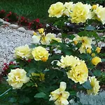 Katarina B&B Mali Lošinj